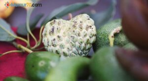 Alanya’da tropikal meyve atemoyanın üretimi de yaygınlaşacak
