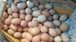 Kuş gribi salgını ve enflasyon: ABD’de yumurta fiyatları uçtu