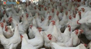 Türkiye’de geçen yıl 2,4 milyon ton tavuk eti üretildi