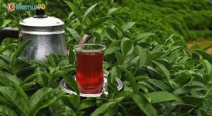 Türk çayı pazar payının artırılması hedefleniyor