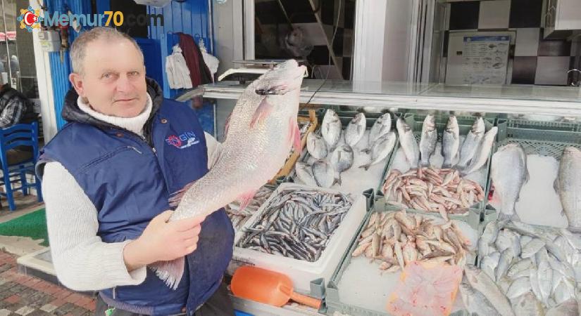 Minekop balığı kilosu 250 TL’den tezgahta yerini aldı