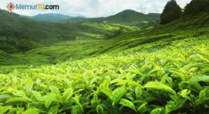 Çaykur, bir hafta içinde 9 bin 350 ton yaş çay alımı gerçekleştirdi!