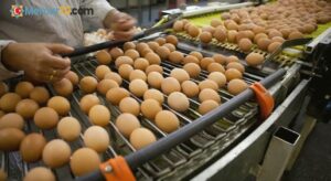 Tarım Bakanlığı açıkladı: ‘Yumurtalar Türkiye’ye geri gönderilmedi’