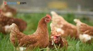 Bilim insanları tavuk yağından enerji depolama yöntemi geliştirdi!