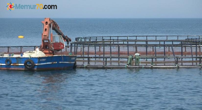 Karadeniz’de Türk somonu hasadı