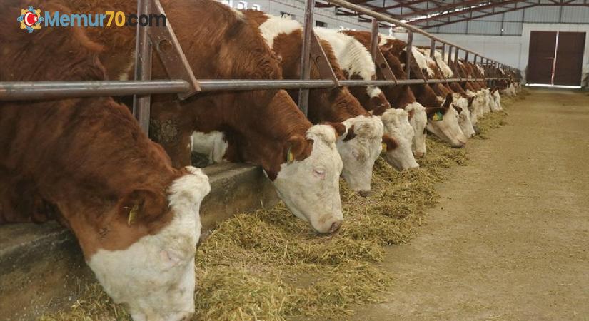 Ordu Tarım ve Orman Müdürlüğü ihaleyle 60 gebe simental düve alacak