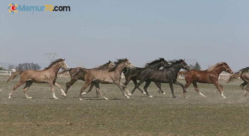 TİGEM, 73 safkan Arap koşu tayı satacak