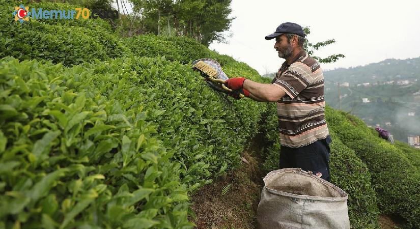 ÇAYKUR kontenjanı 50 kilogramdan 30 kilograma düşürdü