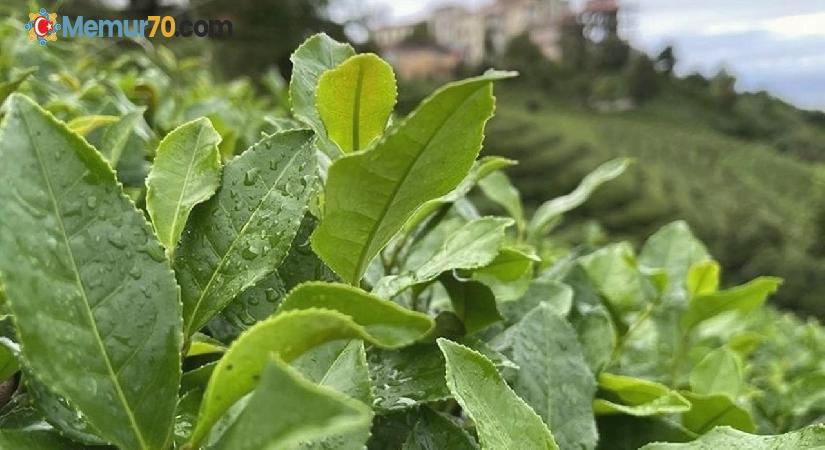 ÇAYKUR’un yaş çay alımında kontenjan düşürüldü