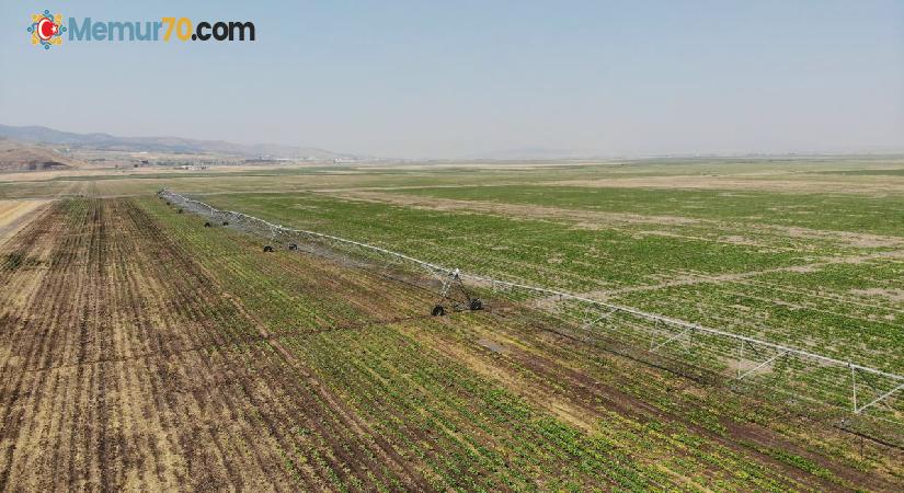 Kahramanmaraş’ta çerezlik ve yağlık ayçiçeği hasadı