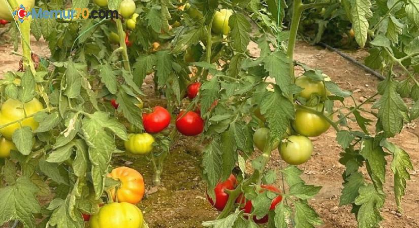 OKA desteğiyle Kargı’da kurulan serada ilk hasat yapıldı