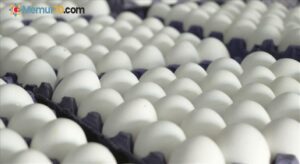 Rusya, Türkiye’den 38,2 milyon adet yumurta ithal etti