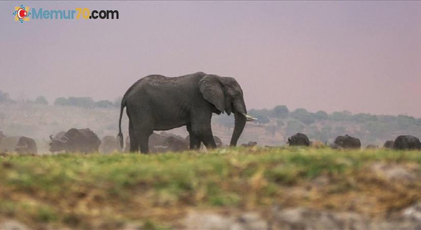 Afrika’nın güneyinde artan fil nüfusu ekosistemde sorunlara neden oluyor