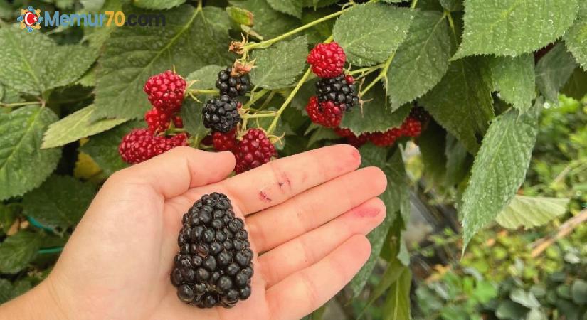 Kütahya’da ahududu üreticisi kadınlar Bursa Tarım İşletmesinde