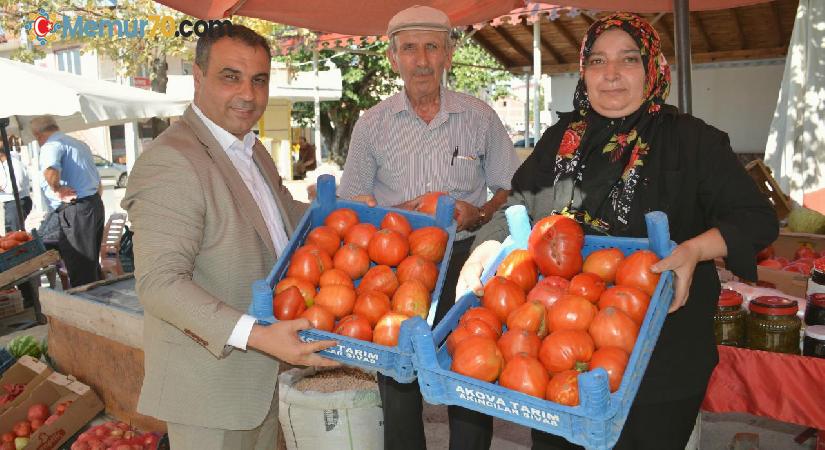 Sivas’ta ata tohumundan yetiştirilen manda yüreği cinsi domates hasat ediliyor