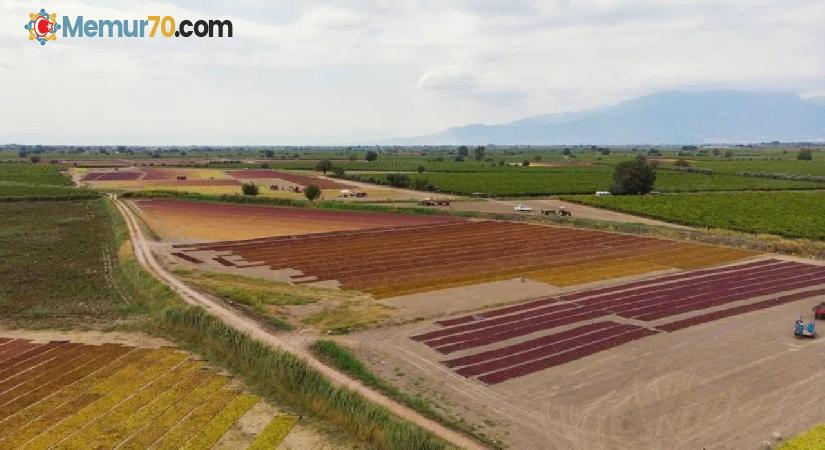 TARİŞ üzüm fiyatlarını açıkladı