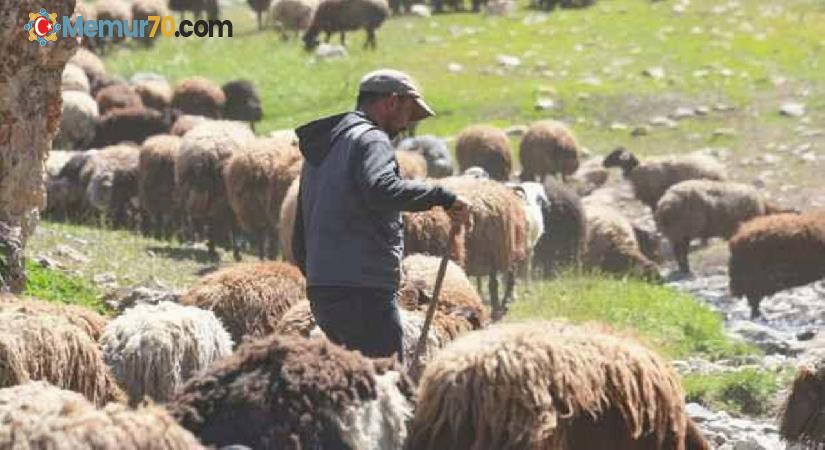 150 bin çoban aranıyor: 3 bakanlık seferber oldu