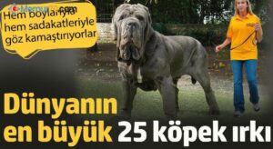 Dünyanın en büyük köpek Irkları Hangisi?