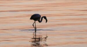 İzmit Körfezi’nde flamingo popülasyonu arttı