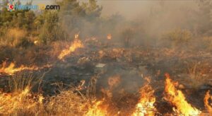 Muğla’da bu yıl çıkan 385 yangında 1400 hektar tarım ve orman alanı zarar gördü