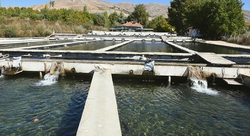 Malatya’da alabalık sektörü devlet desteğiyle toparlanma sürecinde