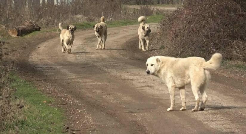 Yalnızca güvenlik değil sağlığı da tehdit ediyor! Başıboş sokak köpeklerinde yeni tehlike