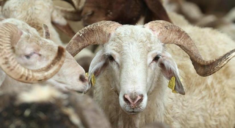 Kahramanmaraş’ta kurbanlıkların kilosu 250 ile 295 TL arasında