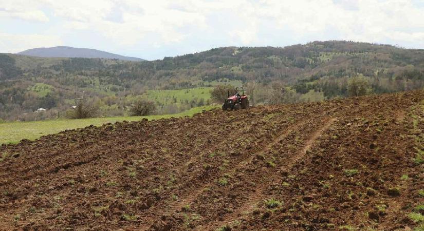 Ordu’nun atıl arazileri bereketleniyor! Karabuğday toprağı sevd