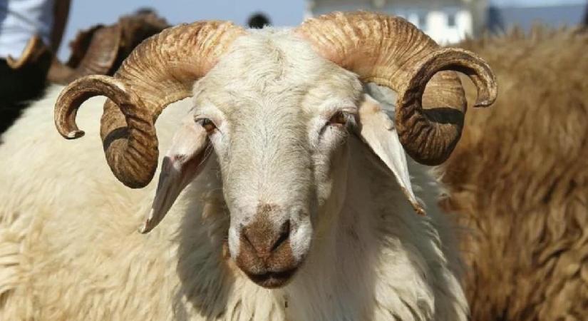 Bayramda 3 milyonun üzerinde kurbanlık satıldı!