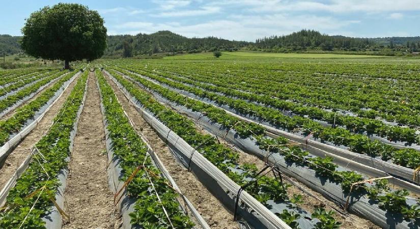 Tarım ve kırsal kalkınma hibeleriyle 70,3 milyon euroluk yatırım
