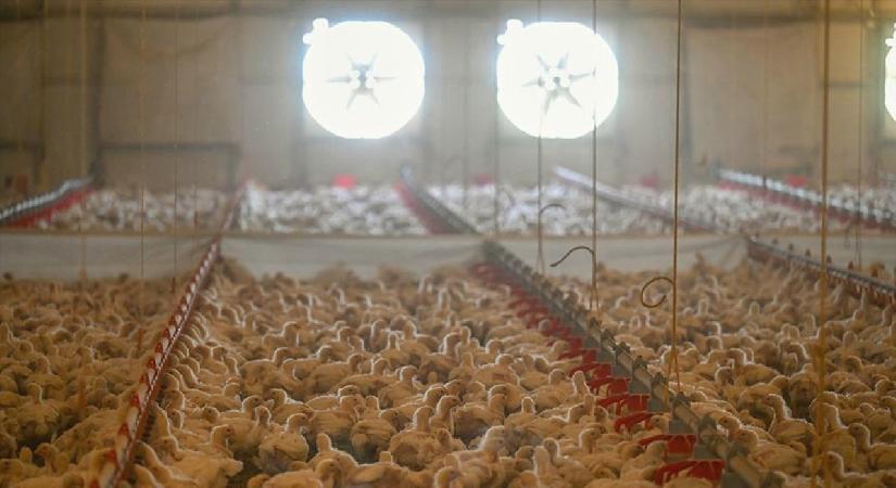 Tavuk eti üretimi nisanda yıllık bazda yüzde 23,5 arttı