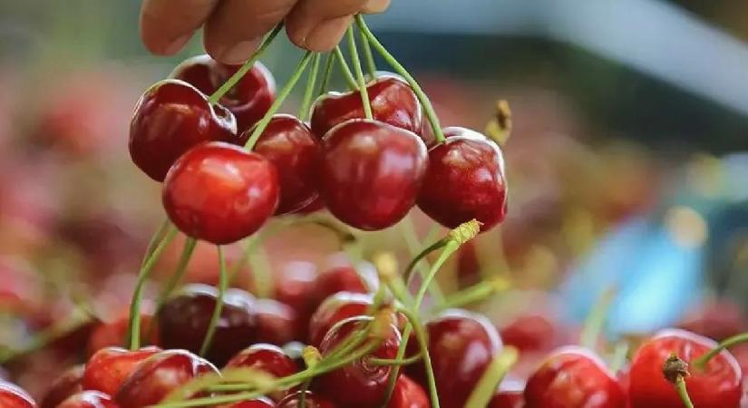 İstanbul’da haziran ayının zam şampiyonu kiraz oldu