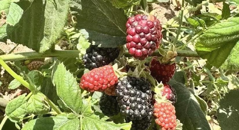 Siirt’te yüksek rakımda deneme üretimi yapılan böğürtlen olumlu sonuç verdi