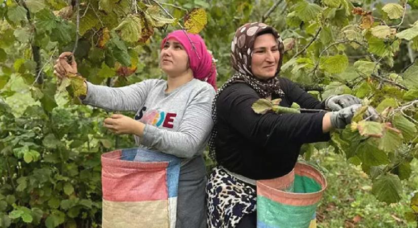 Ordu’da üreticilerin Fındık hasadı başladı!