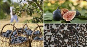 Türkiye’nin yeni kuru incir çeşidi “siyah orak”ta hasat sürüyor