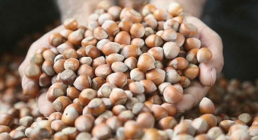 Karadeniz’den dünya pazarına 174 bin ton fındık ihraç edildi