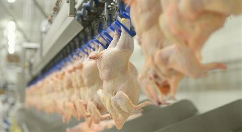 Tavuk eti üretimi temmuzda yıllık bazda yüzde 16,6 arttı