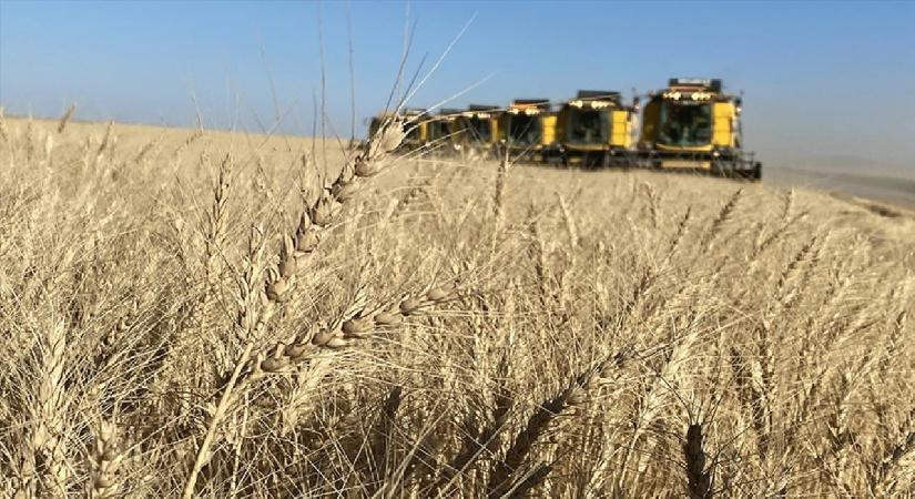 TİGEM bu hasat sezonunda 303 bin ton hububat üretti