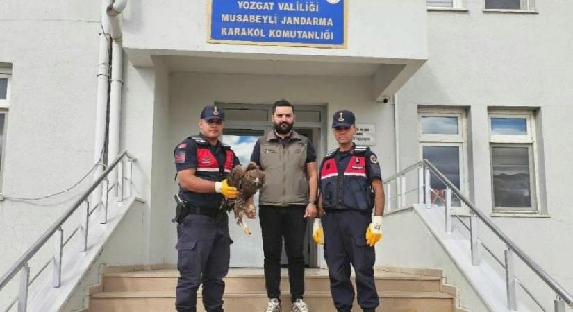 Yaralı halde bulunan kartal koruma altına alındı