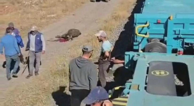 Yük treni büyükbaş sürüsüne çarptı; 5 inek öldü
