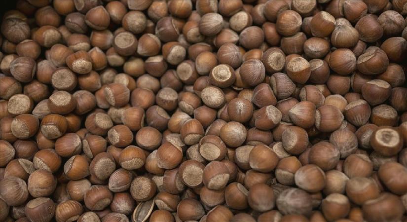 Fiyatlar düştü! Giresun’da fındık fiyatları 300 liraya kadar geriledi