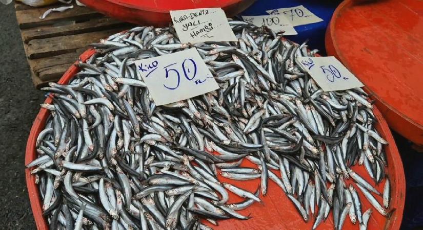 Tekirdağ’da hamsinin kilosu 50 liraya kadar düştü