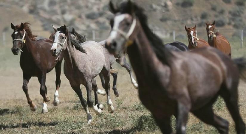 TİGEM’in açık artırmasında Arap tayı 5 milyon 250 bin liraya satıldı