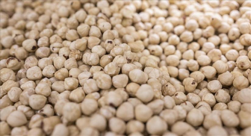 Türkiye fındık ihracat sezonunun ilk ayında 146 milyon doları aşkın gelir sağladı