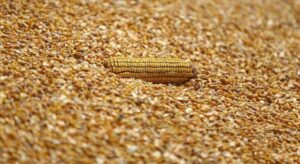 Arpa ve mısır ithalatında tarife kontenjanları 1 milyon ton olarak yeniden belirlendi