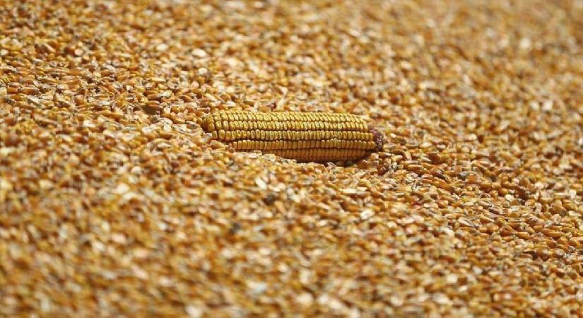 Arpa ve mısır ithalatında tarife kontenjanları 1 milyon ton olarak yeniden belirlendi