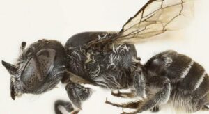 Avustralya’da şeytan boynuzlu yeni arı türü keşfedildi