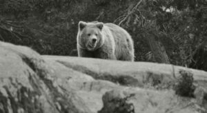 Japonya, ayıları avlamak için avcı kiralayacak