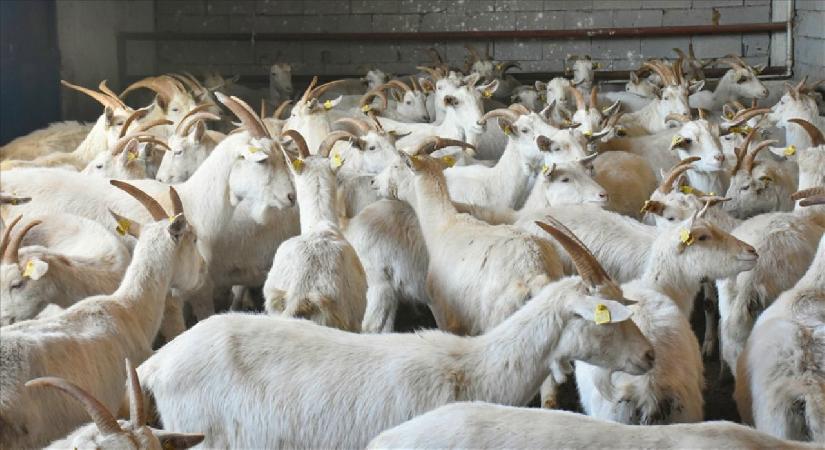 TİGEM 350 reforme keçi satacak