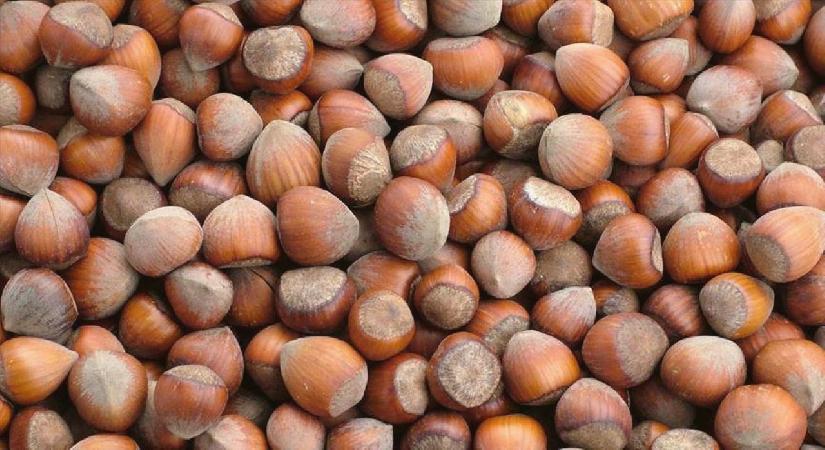 Trabzon’un 10 aylık fındık ihracatı 500 milyon doları aştı